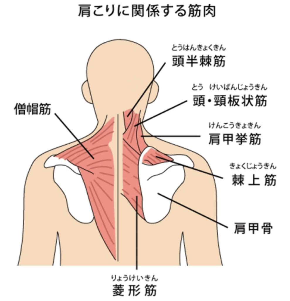 肩こり筋