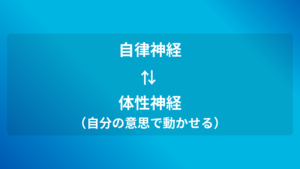 自律神経と体性神経