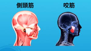 側頭筋、咬筋